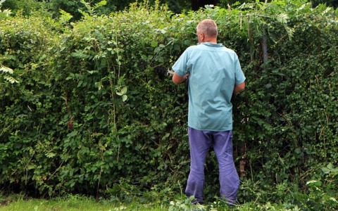 Avviate le iscrizioni per il corso di progettazione e gestione del verde urbano