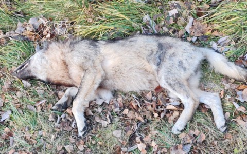 Investito un lupo lungo la statale 36: indagini in corso