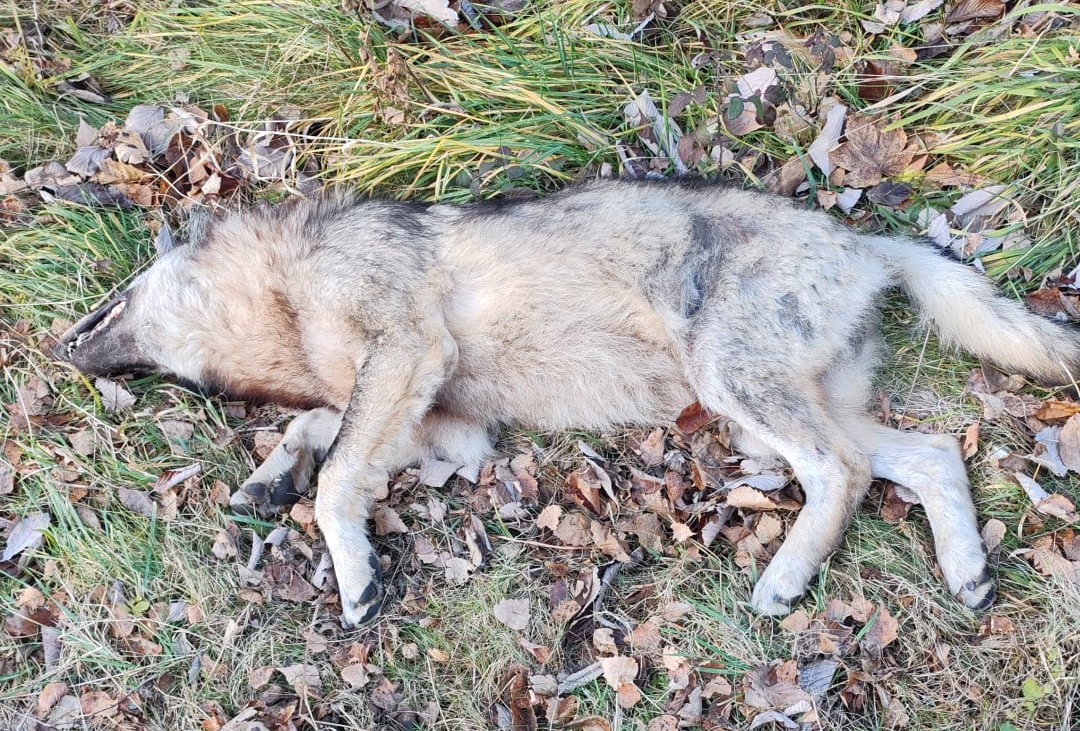 Investito un lupo lungo la statale 36: indagini in corso