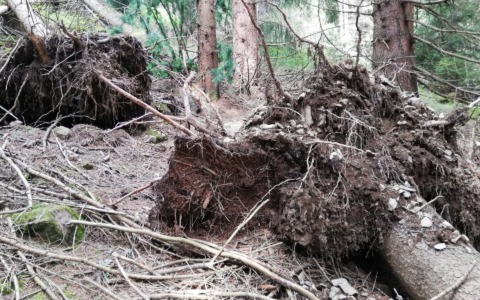 “Oltre Vaia”: progetto di recupero forestale