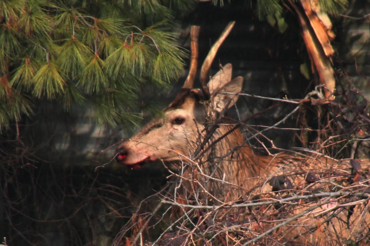 Polizia Provinciale: bilancio 2025 incoraggiante con organico potenziato e maggiori controlli