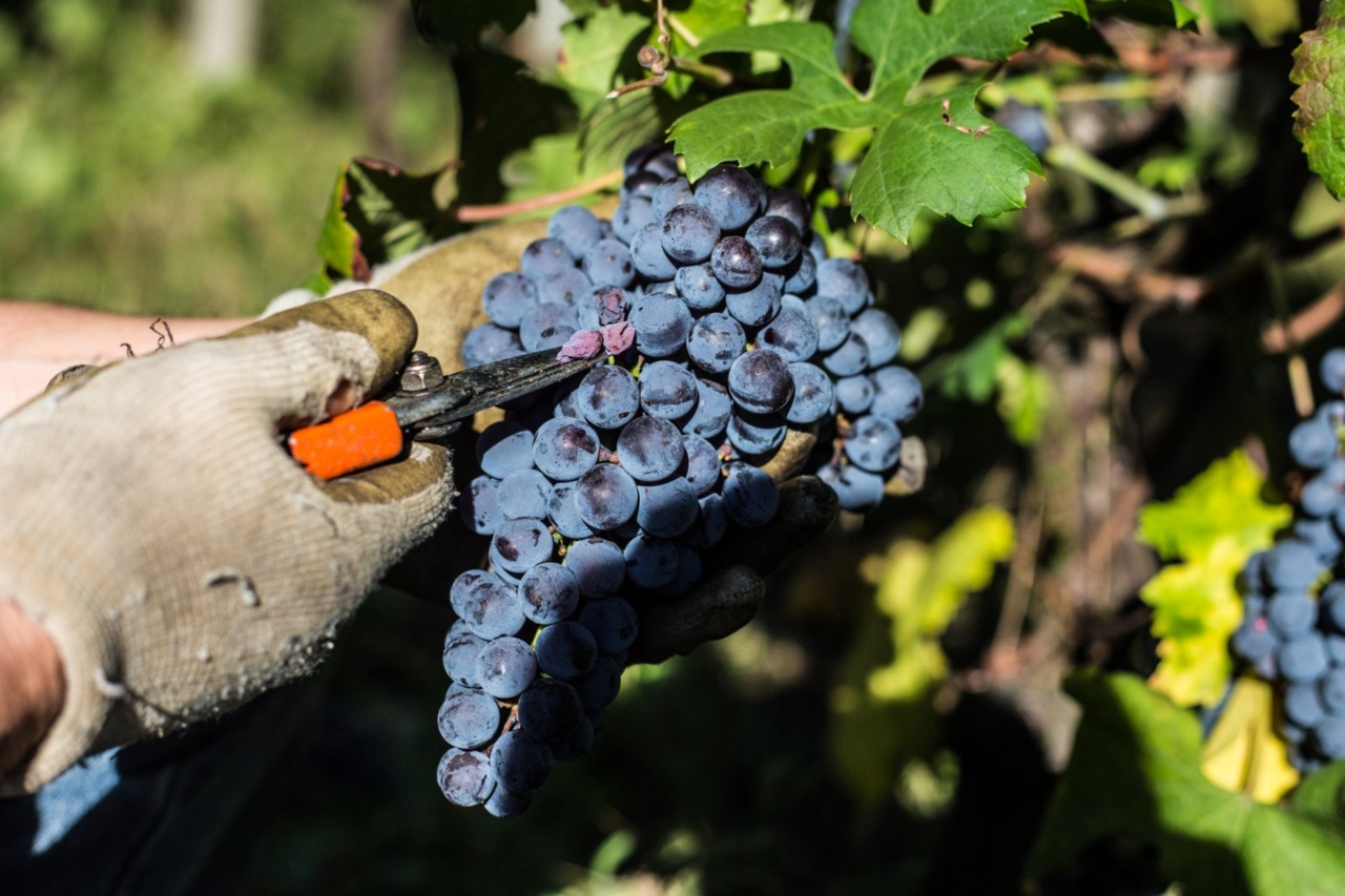 L’Istituto Tecnico Agrario e Professionale Fossati di Sondrio lancia la filiera 4+2