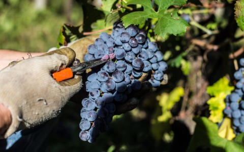 L’Istituto Tecnico Agrario e Professionale Fossati di Sondrio lancia la filiera 4+2
