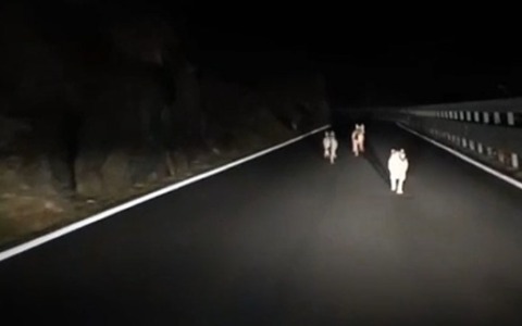 Tre lupi avvistati sulla Statale 36