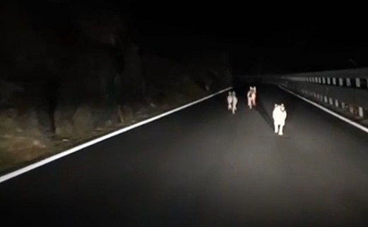 Tre lupi avvistati sulla Statale 36