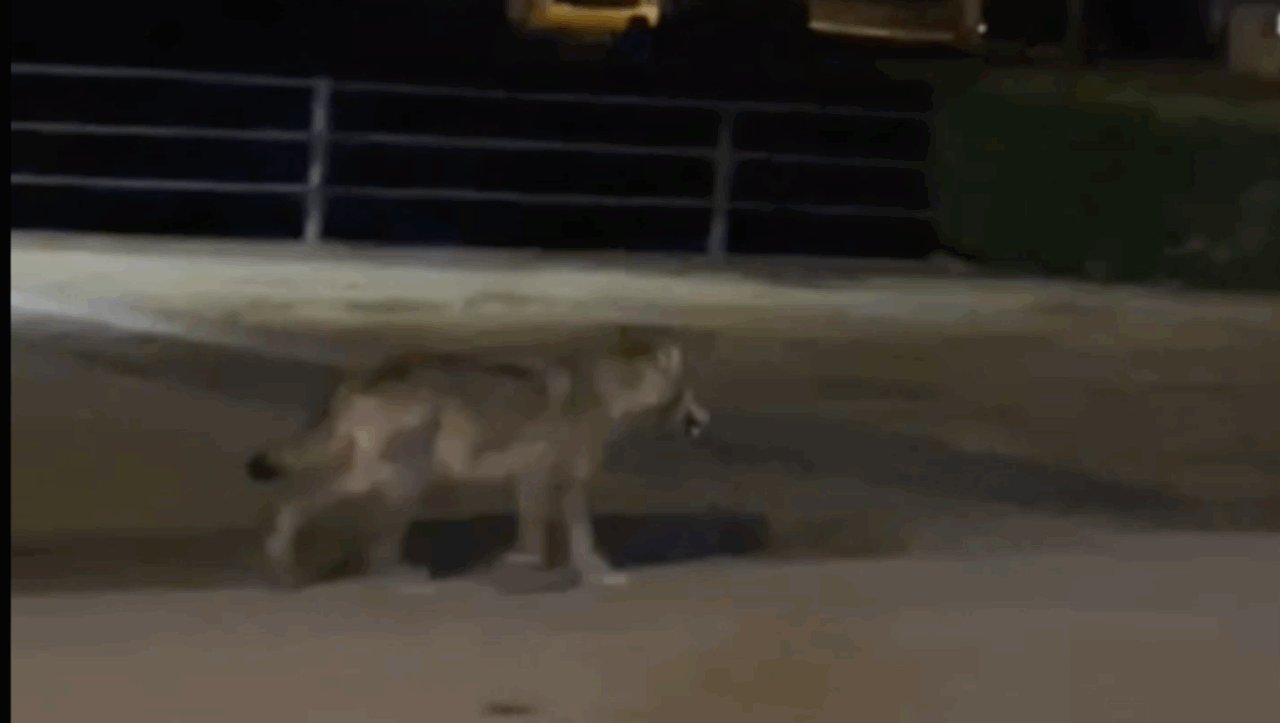 Un lupo attraversa la Statale 36: il video dell’episodio risale al 18 gennaio 2026