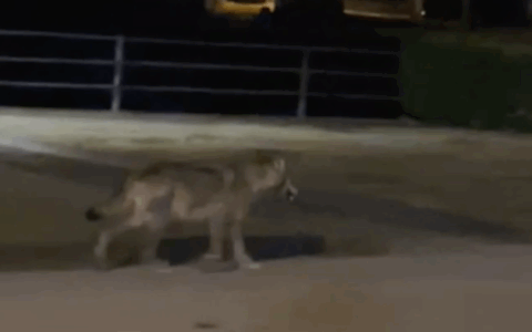 Un lupo attraversa la Statale 36: il video dell’episodio risale al 18 gennaio 2026