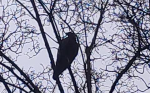 Due rapaci avvistati nel parco giochi vicino alle scuole