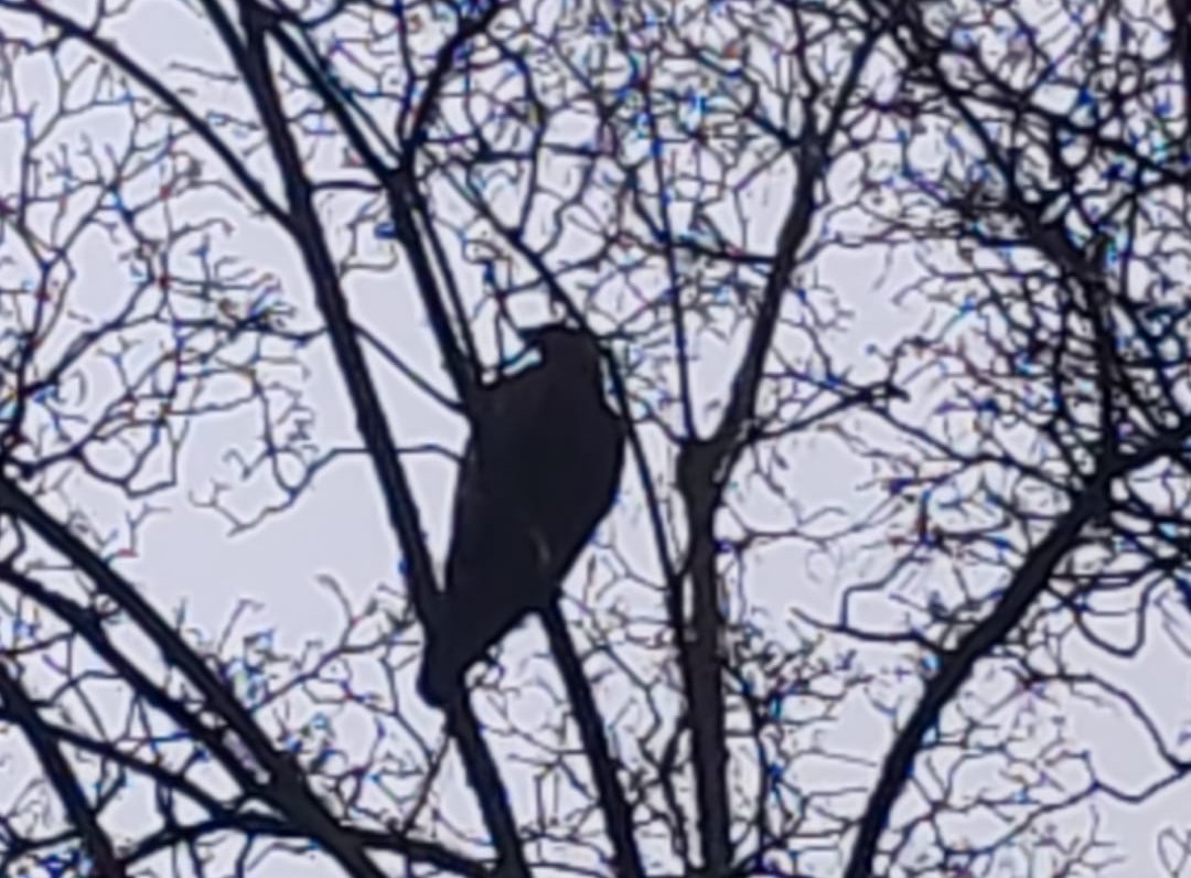 Due rapaci avvistati nel parco giochi vicino alle scuole