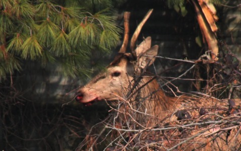 Polizia Provinciale: 37 incidenti con animali selvatici a febbraio