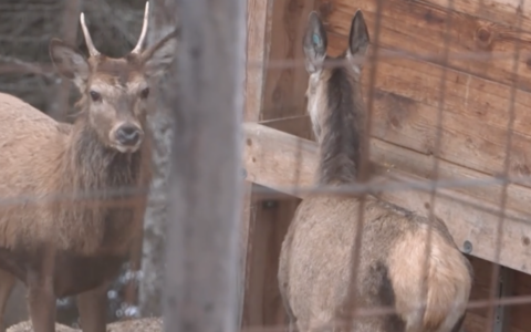 Tre cerve salvate si trasferiranno nell’oasi protetta “Casa di Bambi” in Valmalenco