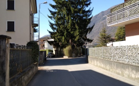 Un abete pericoloso in Porta Milanese