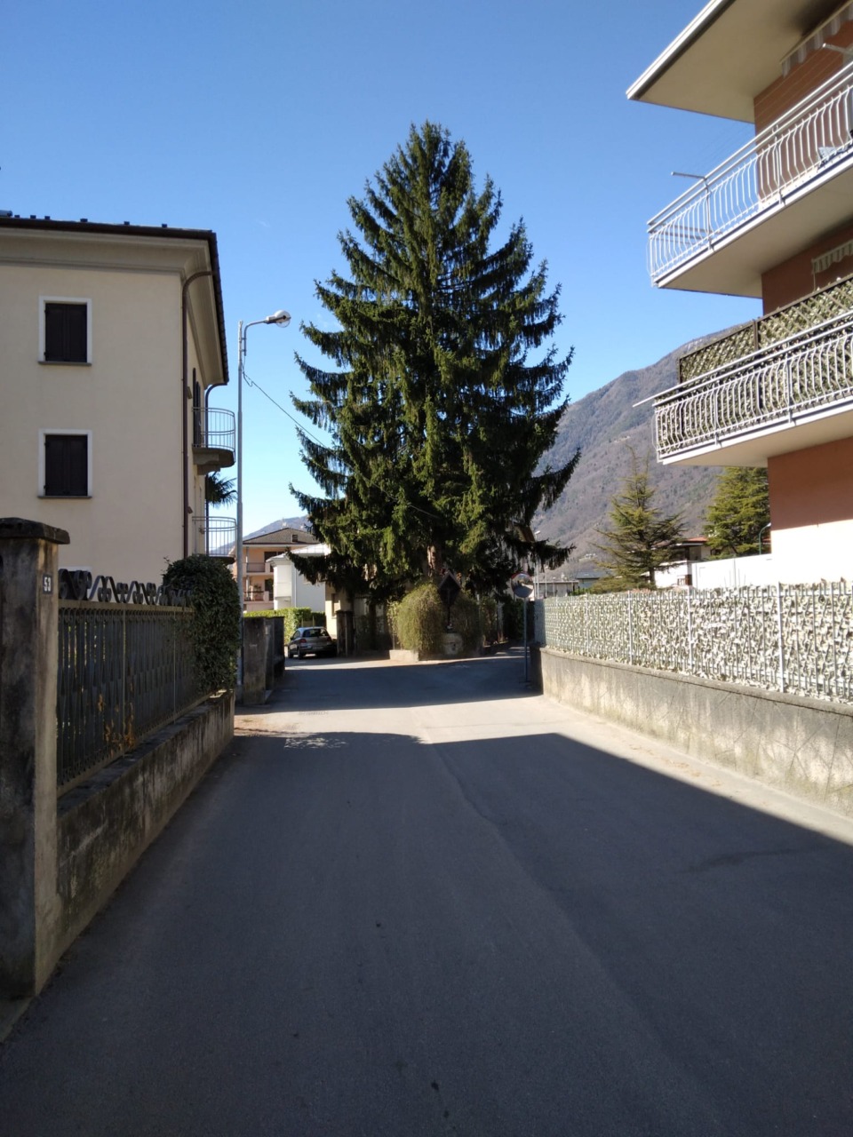 Un abete pericoloso in Porta Milanese