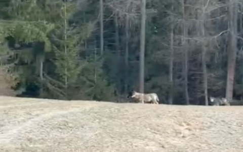 Un branco di lupi avvistato in Valdidentro