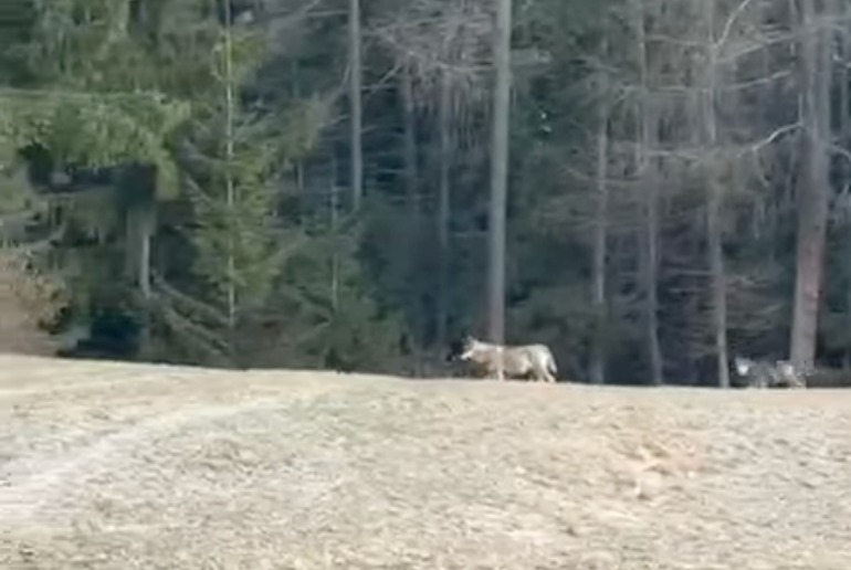 Un branco di lupi avvistato in Valdidentro