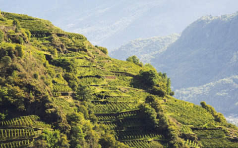 Vinitaly 2026, la Valtellina si presenta con la ViVa Lounge