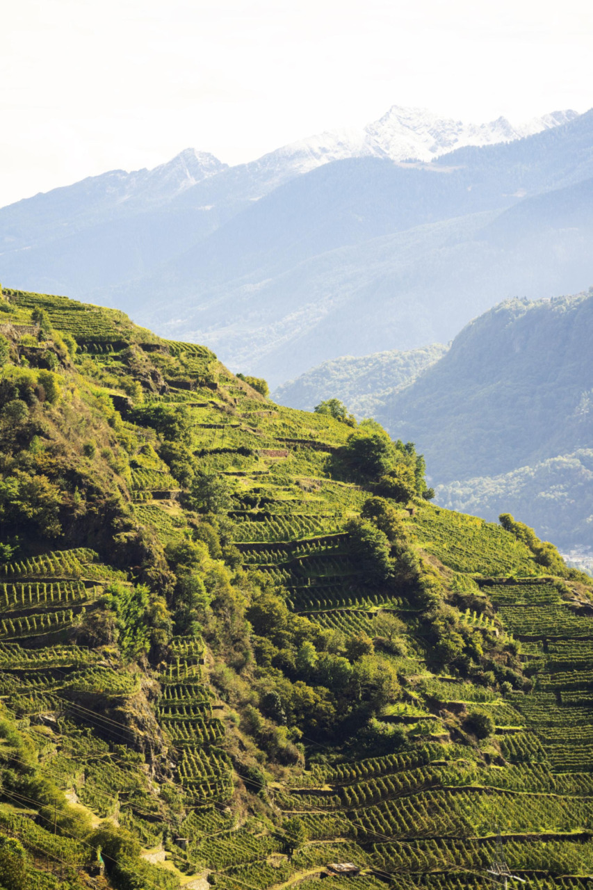 Vinitaly 2026, la Valtellina si presenta con la ViVa Lounge