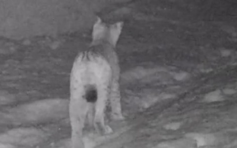 Scoperta una lince eurasiatica nei pressi del lago di Livigno
