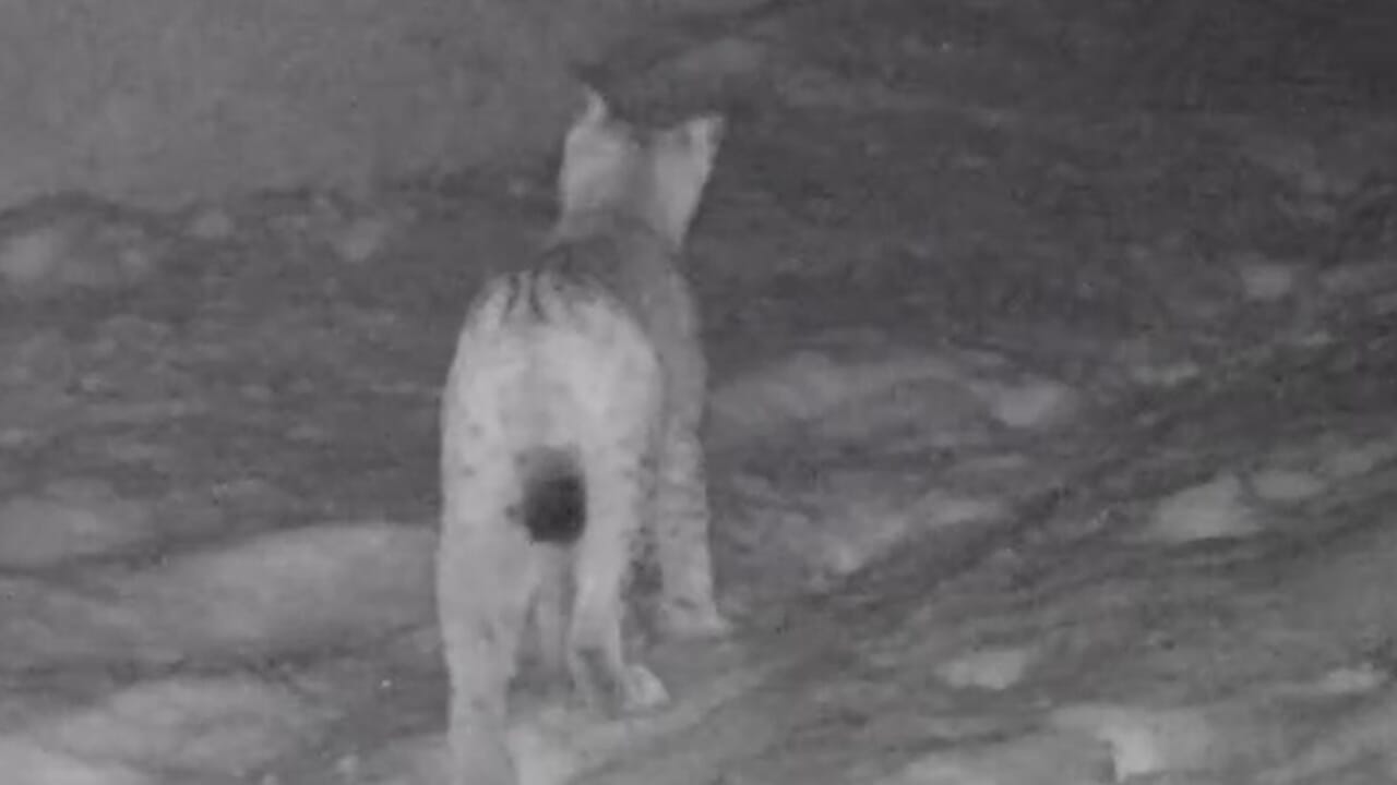 Scoperta una lince eurasiatica nei pressi del lago di Livigno