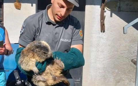 Marmotta recuperata in un’area residenziale
