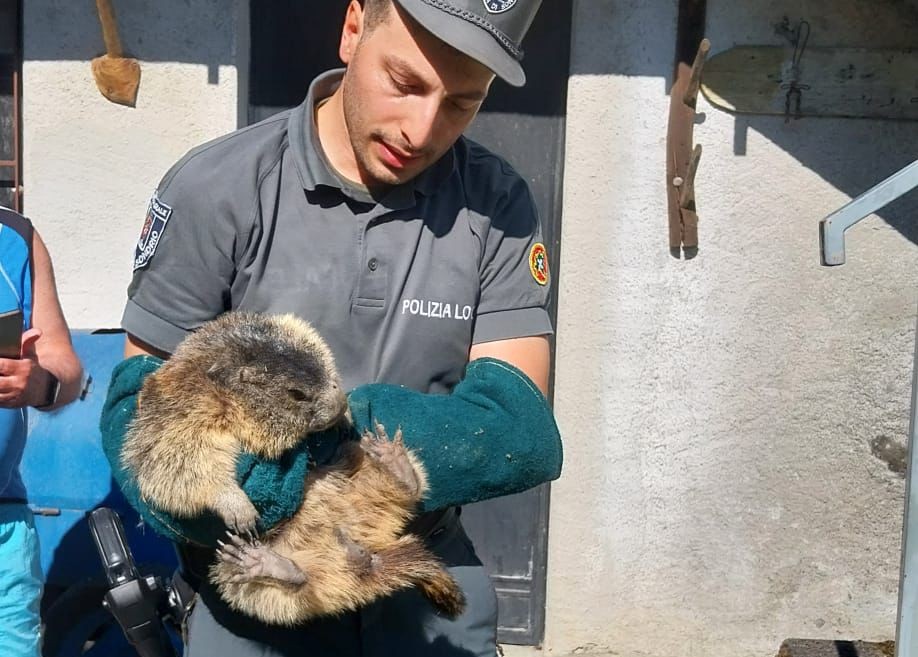 Marmotta recuperata in un’area residenziale
