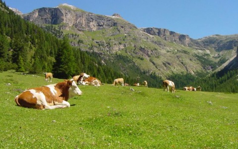 Scopri la biodiversità agli alpeggi Pedroria e Madrera