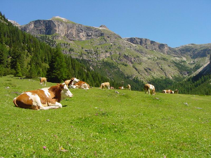 Scopri la biodiversità agli alpeggi Pedroria e Madrera