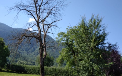 Situazione di alberi secchi segnalata da un cittadino