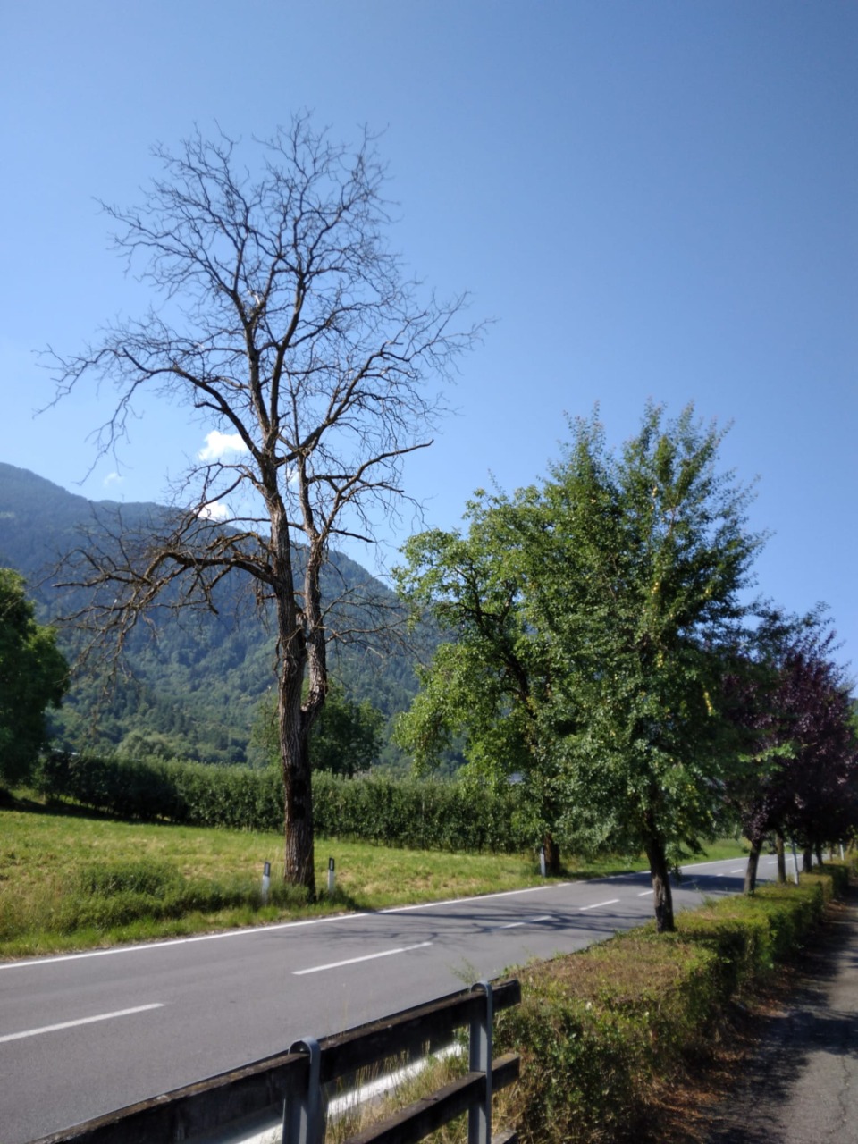Situazione di alberi secchi segnalata da un cittadino