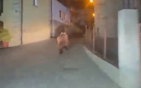 Un orso avvistato tra le abitazioni di Oga