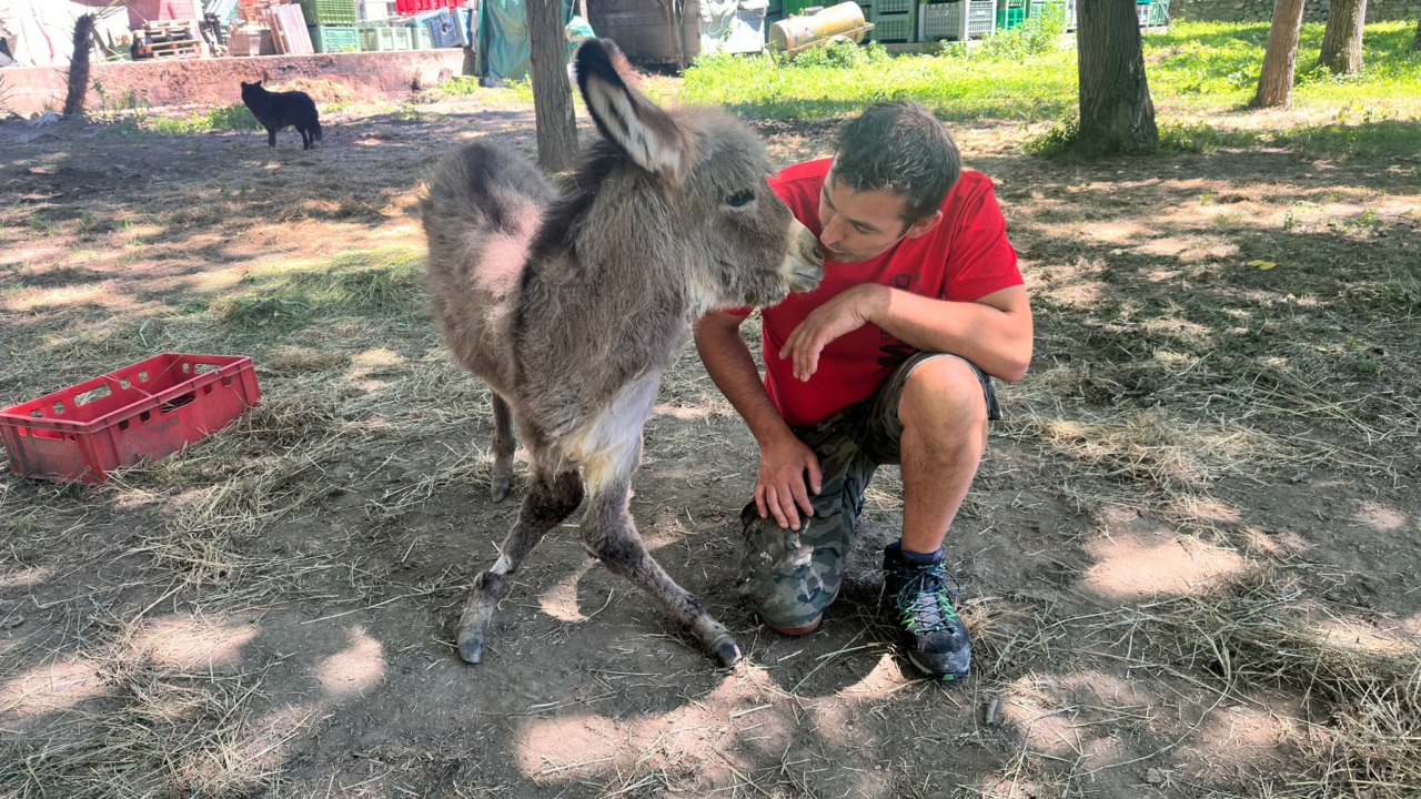 Mobilitazione a Villa per Forrest, il cucciolo di asinello in difficoltà