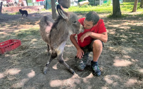 Mobilitazione a Villa per Forrest, il cucciolo di asinello in difficoltà